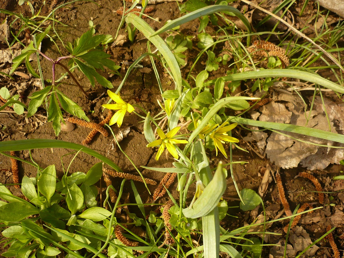Gagea lutea (Liliaceae)